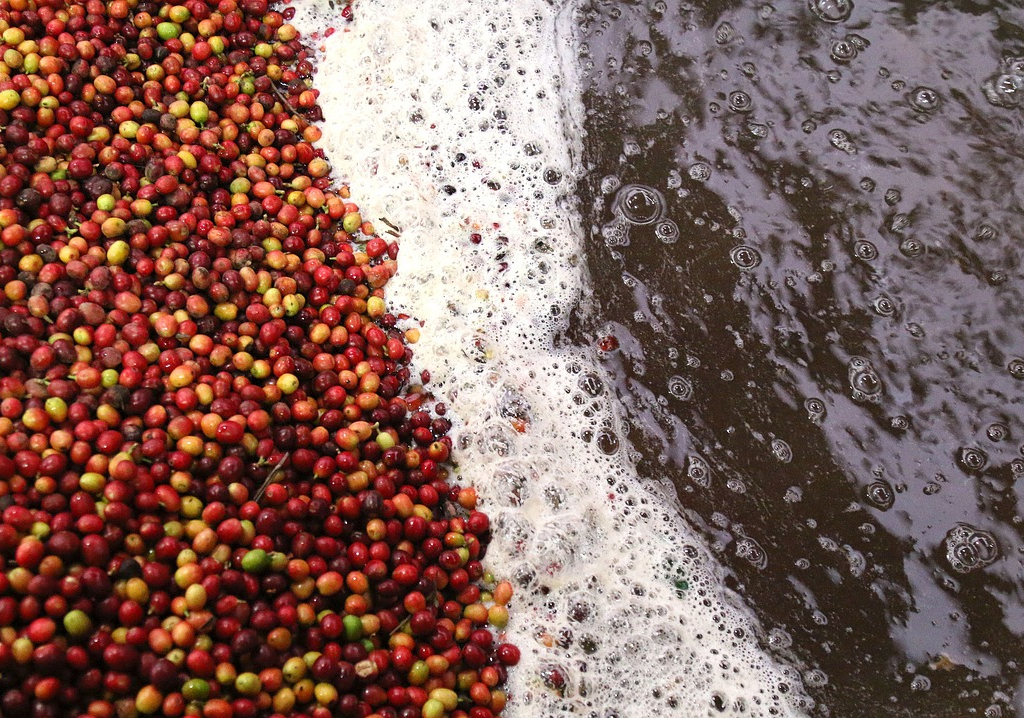 pengolahan kopi metode basah