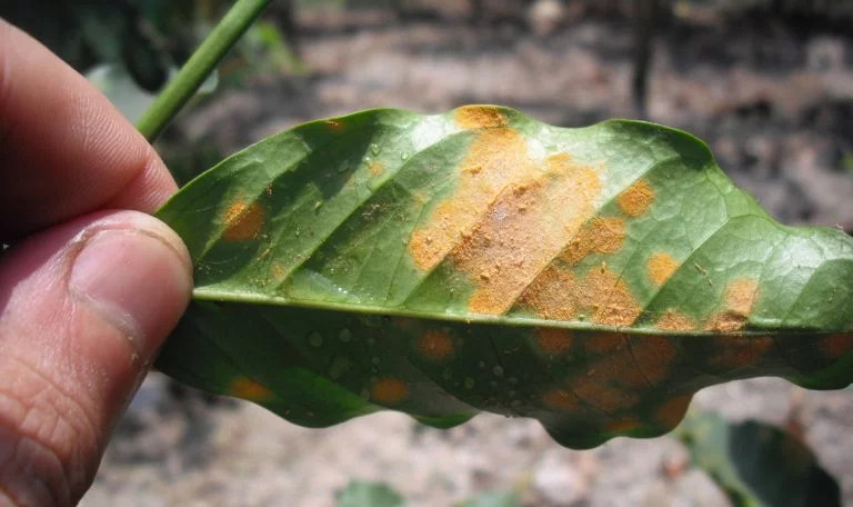 jamur tukak daun pada kopi