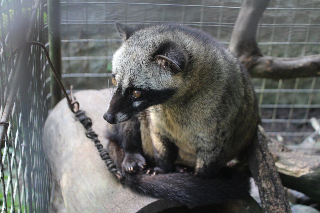 rahasia kopi luwak