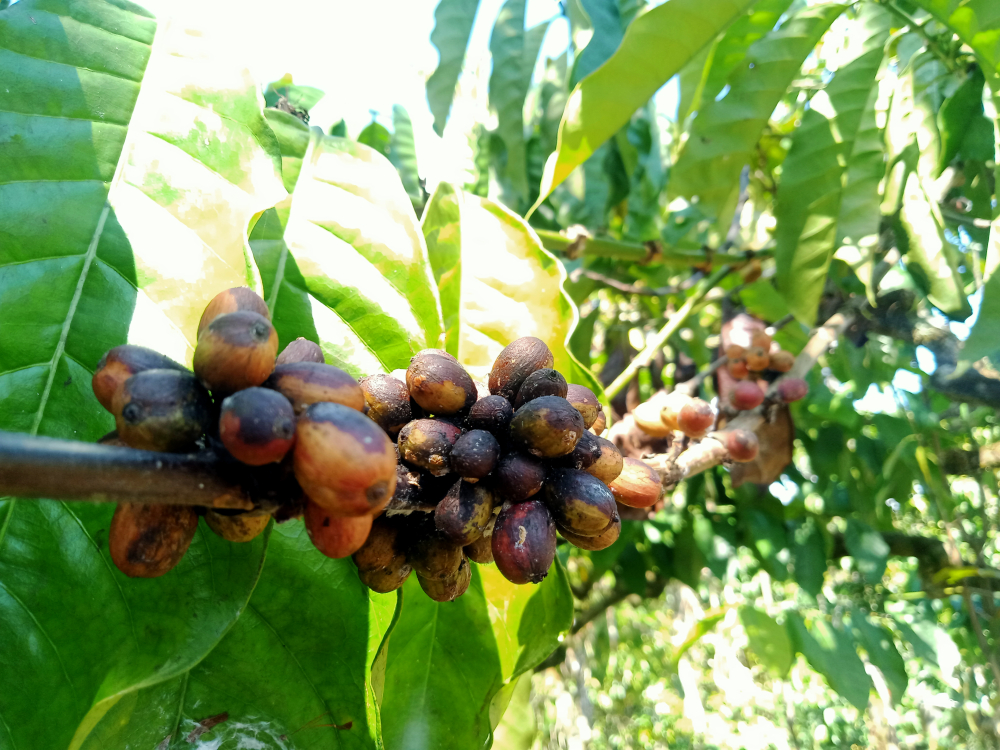 penyakit busuk pada kopi