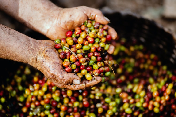 panduan menilai biji kopi