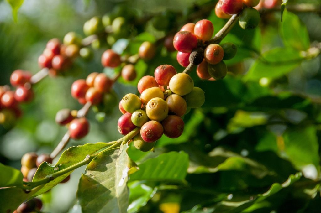 Peran petani kopi