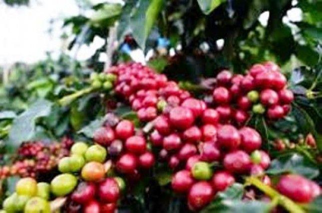 varietas biji kopi