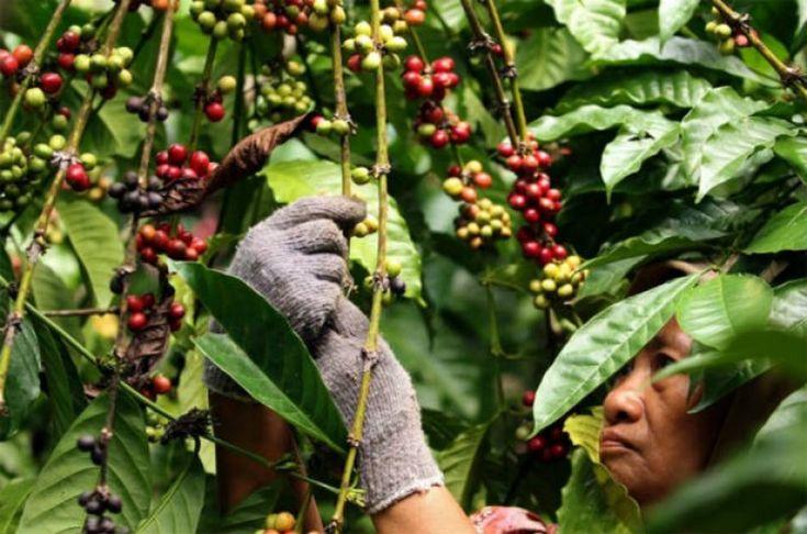 kopi sulawesi toraja